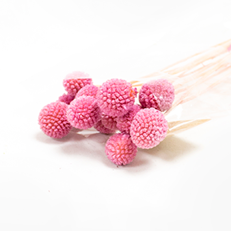 Craspédia - 50cm - 10pcs Fuchia