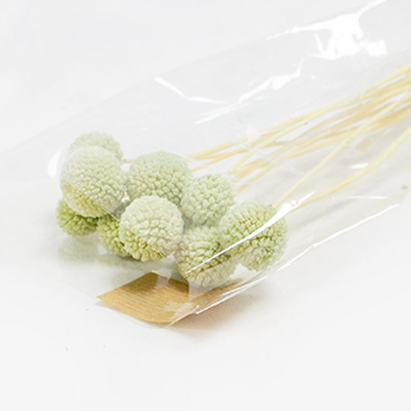 Craspédia - 50cm - 10pcs Verde Pastel