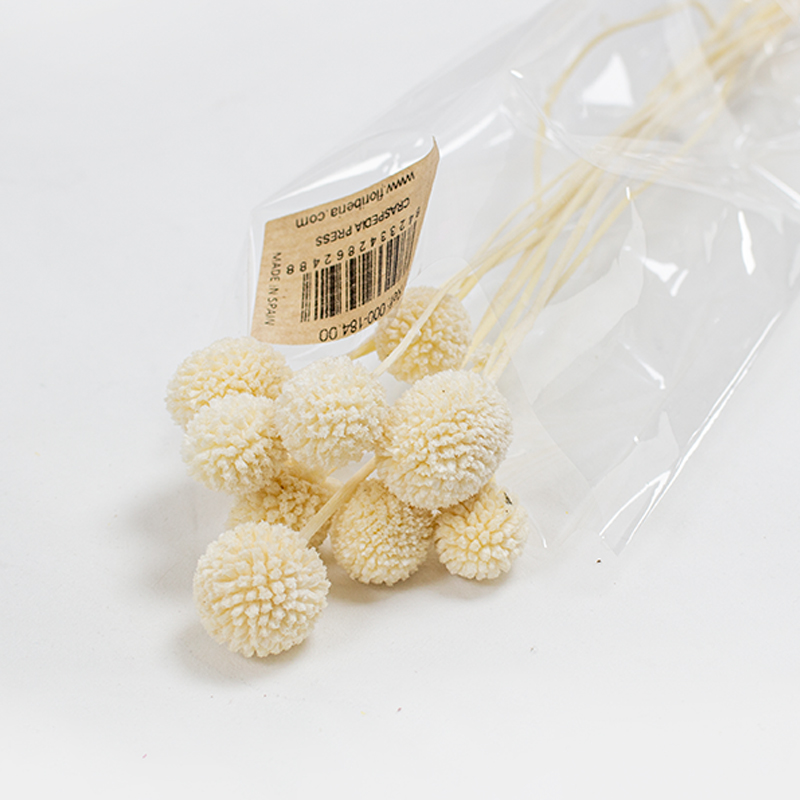 Craspédia - 50cm - 10pcs Branqueado