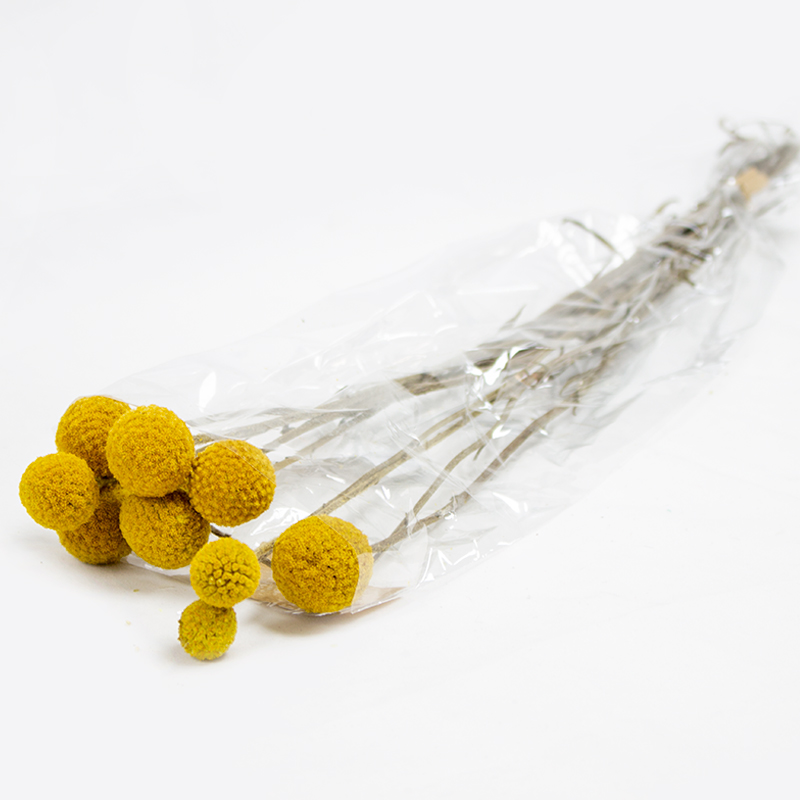 Craspédia  50cm  Natural