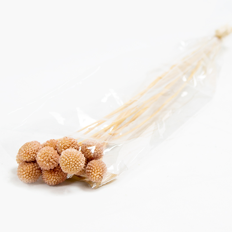 Craspédia  50cm  Rosa Velho