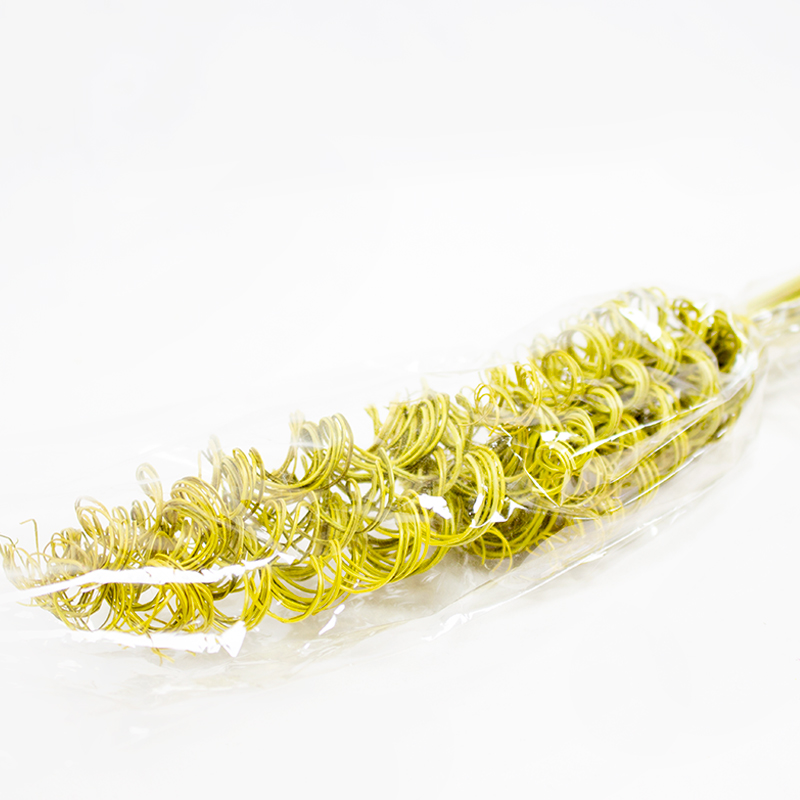 Curly Tingting 60cm / 100pcs Verde