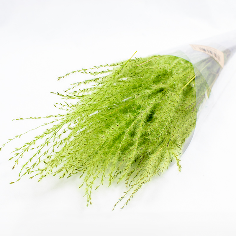 Fine Grass - 50cm - 50gr Verde