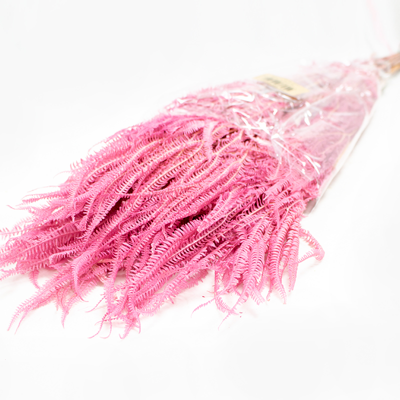 Helecho x3 - 60-80cm Fuchia