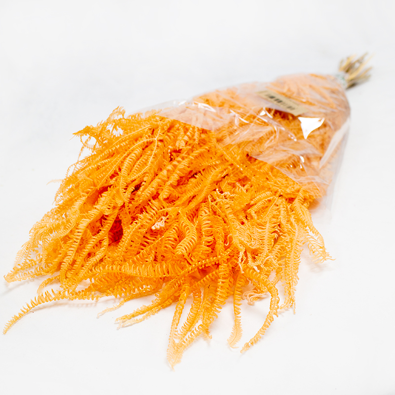 Helecho x3 - 60-80cm Laranja