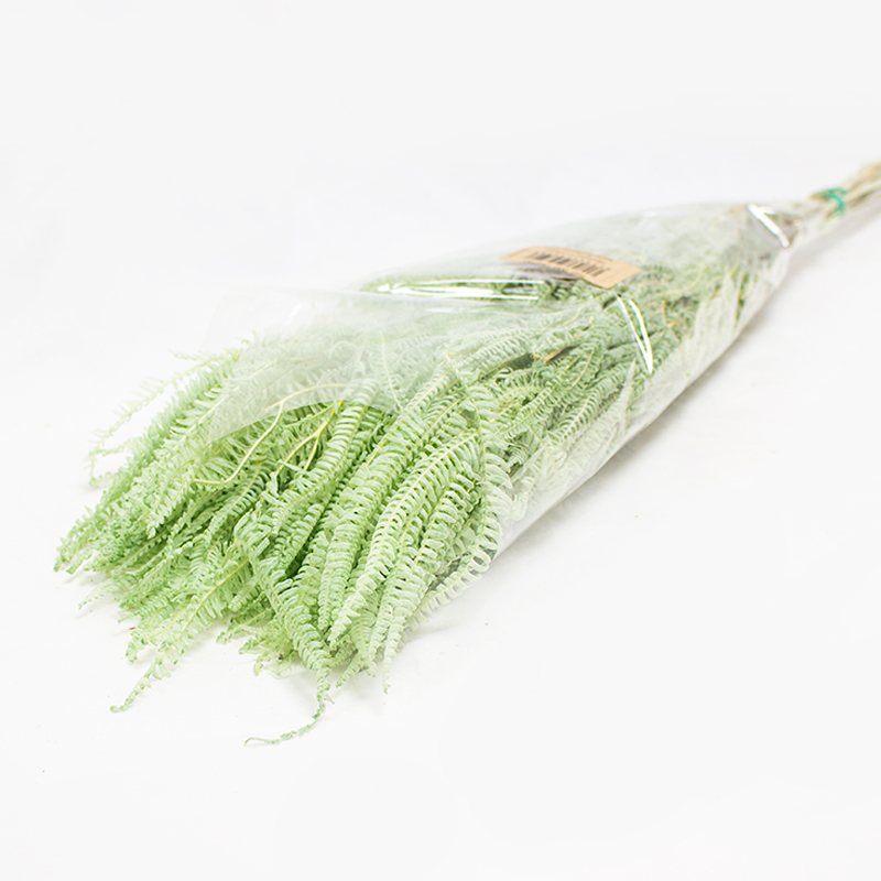 Helecho x3 - 60-80cm Verde Pastel