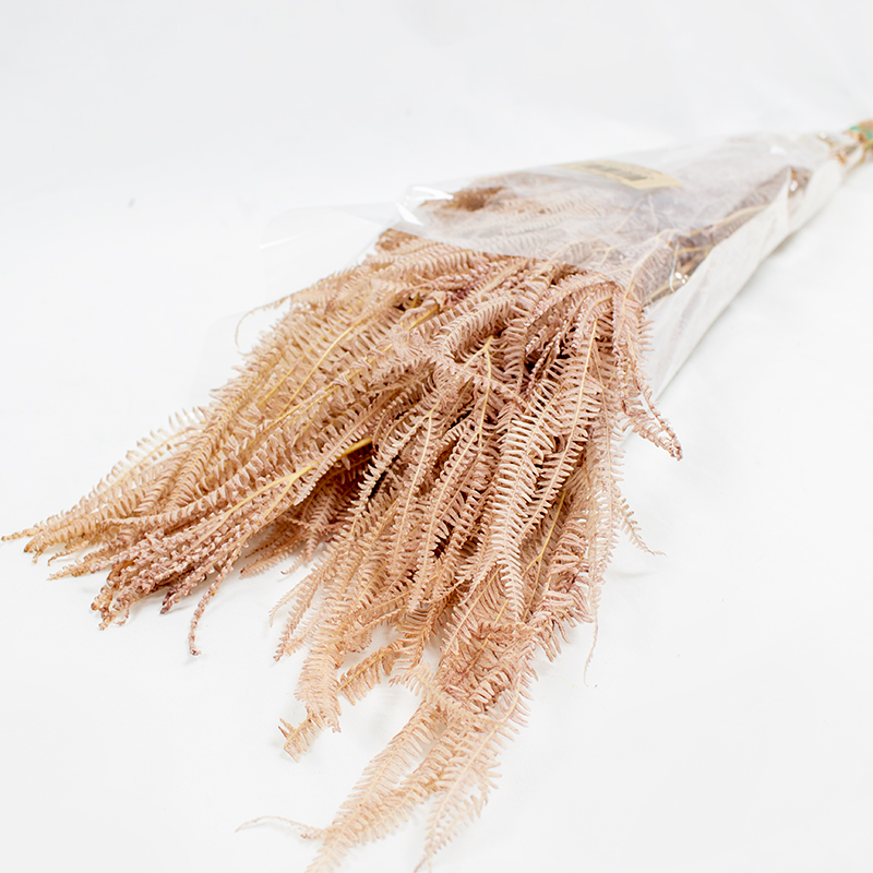 Helecho x3 - 60-80cm Castanho