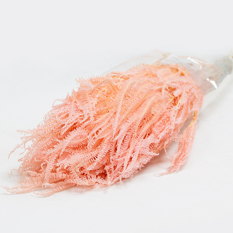 Helecho x3 - 60-80cm Rosa Claro