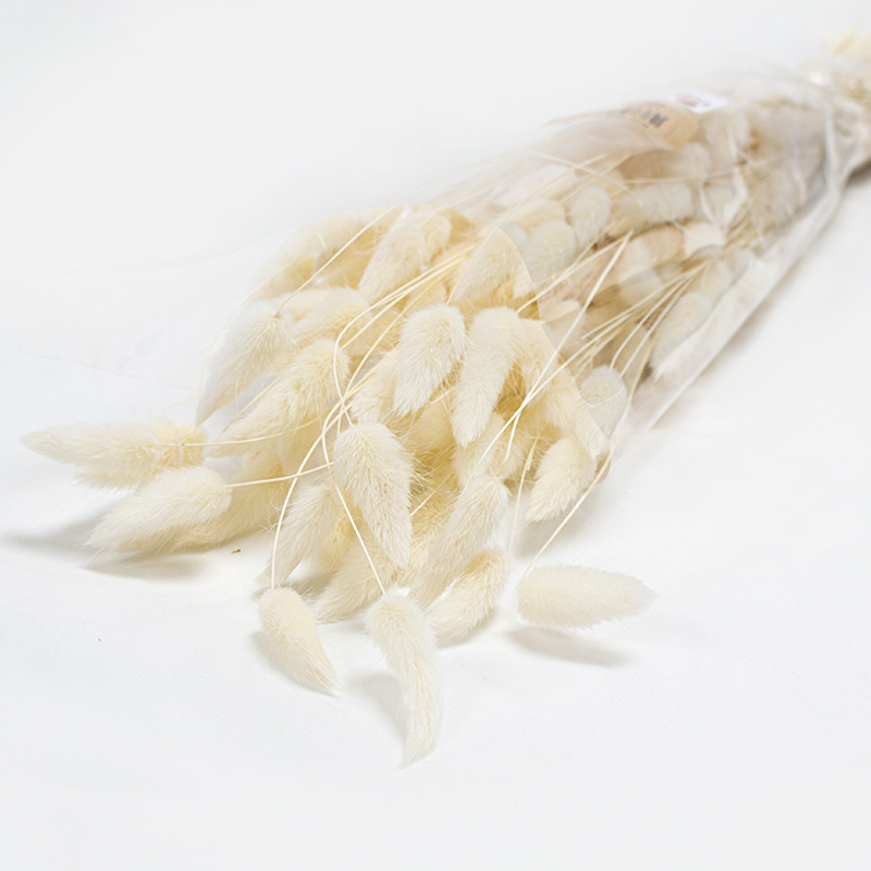 Lagurus 60cm 80gr Branqueado