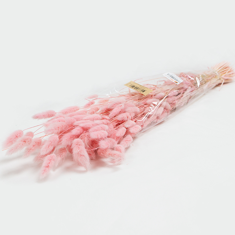 Lagurus 60cm 80gr Rosa Claro