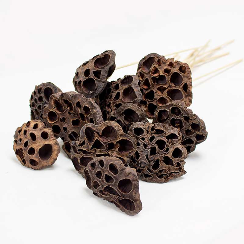 Lotus Gigante 40cm / 10 pcs