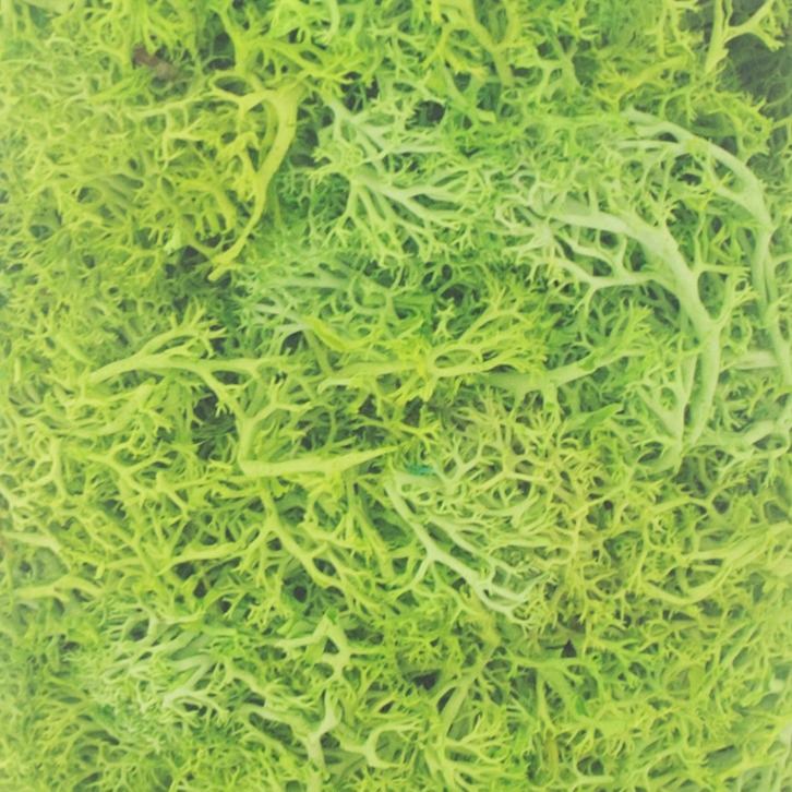 Musgo Seco 400 gr Verde Claro