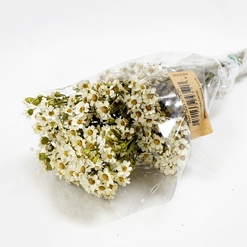 Oxodia 30cm - Natural