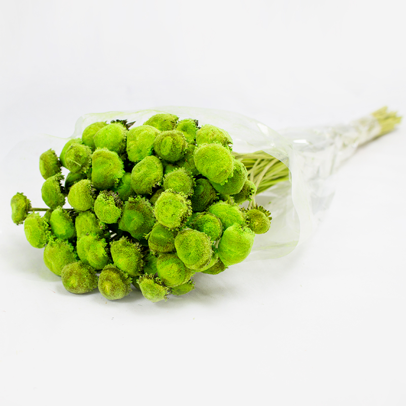 Pali Pala 50cm - 150gr - Verde Claro