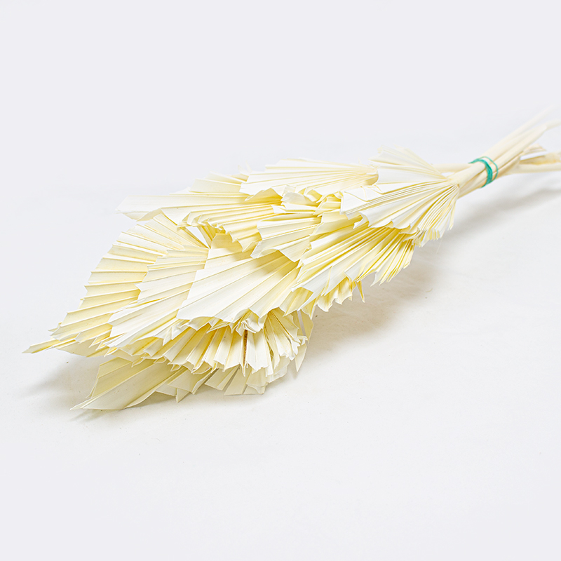 Palm Spear 50cm / 10 pcs Branqueado