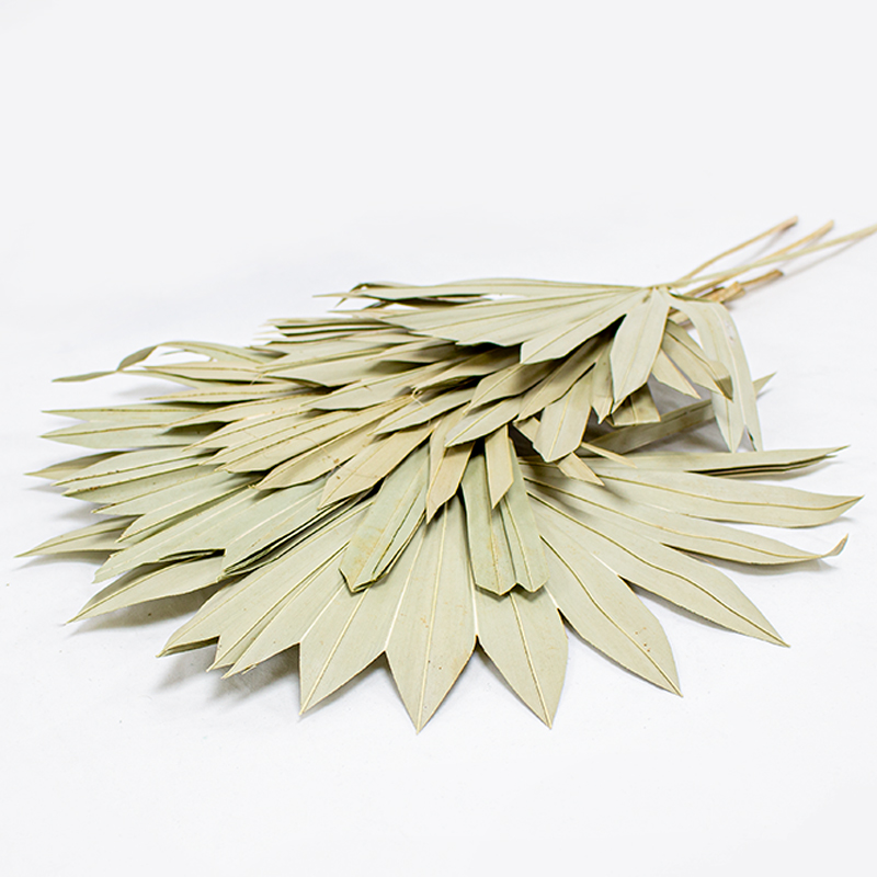 Palm Sun 60cm / 6 pcs Natural