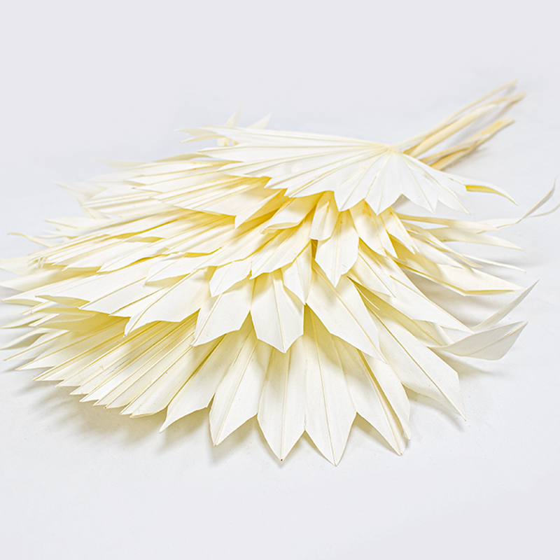 Palm Sun 60cm / 6 pcs Branqueado