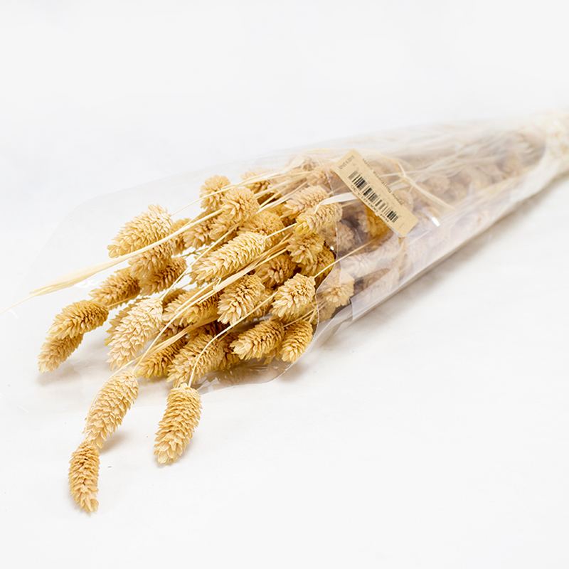 Phalaris 80cm Salmão