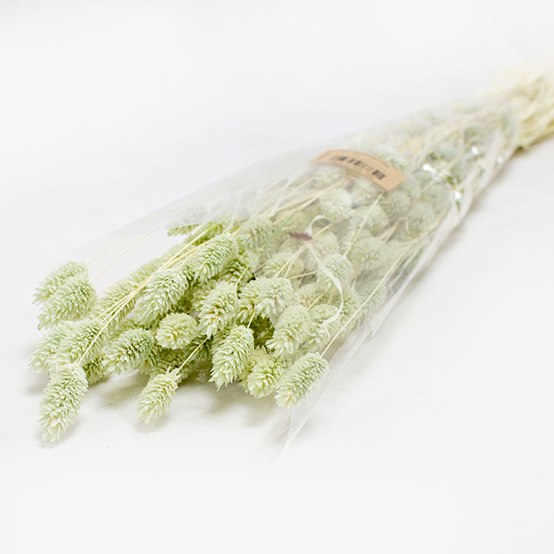 Phalaris 80cm Verde Pastel