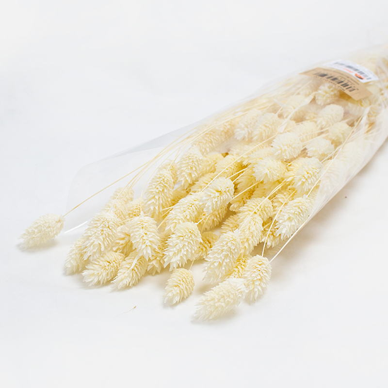 Phalaris 80cm Branco