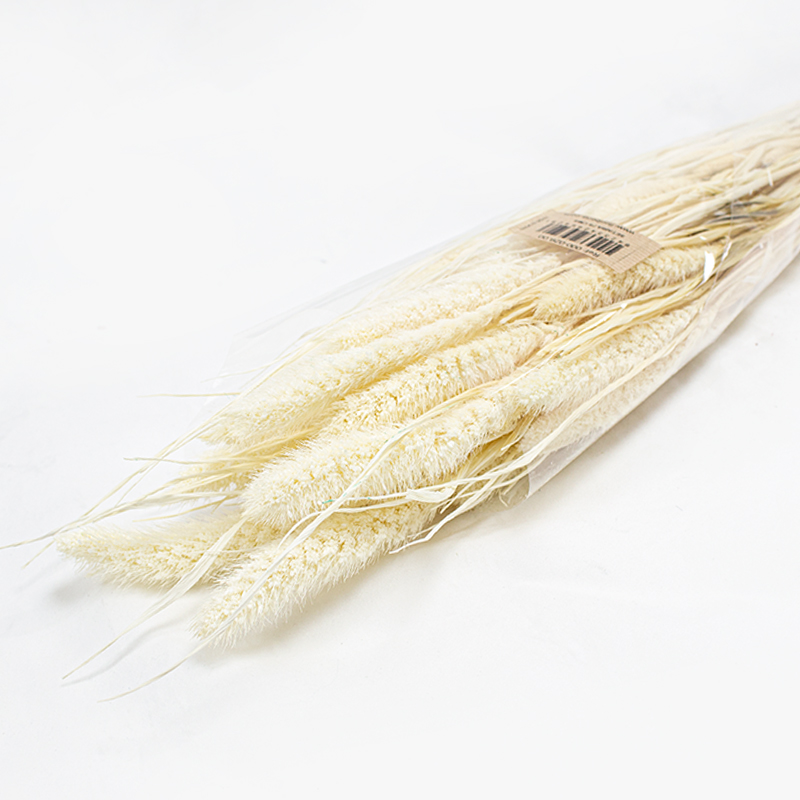 Setaria 75cm Branqueada