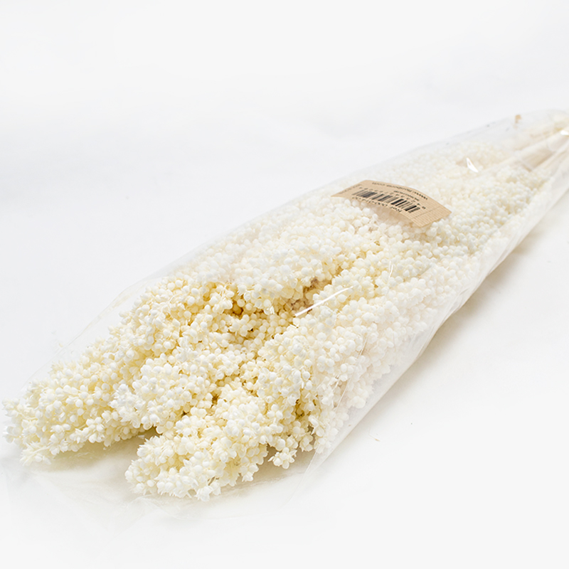 Sorghum 80/120cm 6 pcs Branqueado