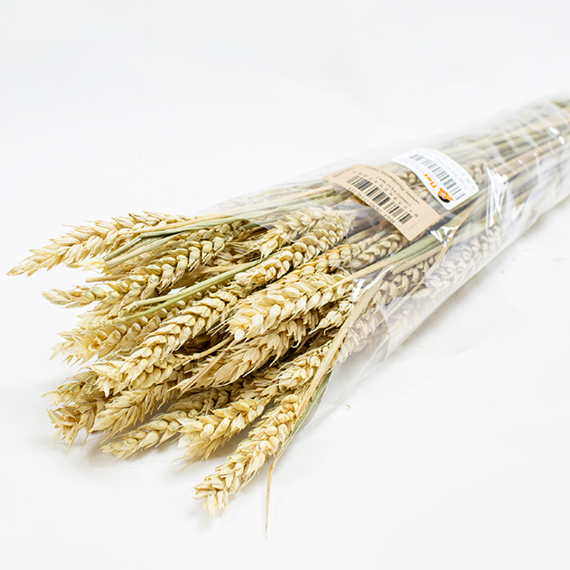 Trigo 80cm 200gr Natural