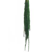 Amaranthus Preservados Verde Escuro