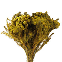 Brunia Albiflora Preservada