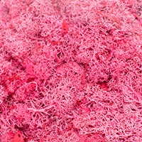 Musgo Finland Preservado 500 gr Rosa