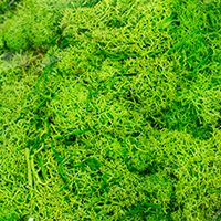 Musgo Finland Preservado 500 gr Verde