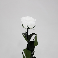 Rosa Preservada 30Cm Branca