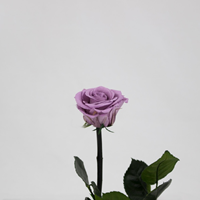 Rosa Preservada 30Cm Lilás