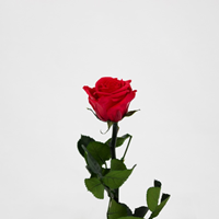 Rosa Preservada 30Cm Vermelha