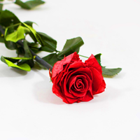 Rosa Preservada  50 Cm Vermelho