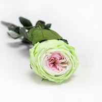Rosa Pres. Ranunculada 30 Cm Tricolor