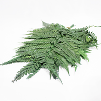 Helecho Cuero - 40cm Verde