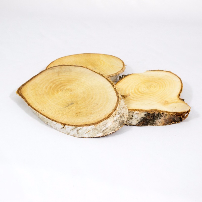 Fatia de Bétula  - 15cm