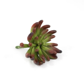 Succulent Artificial Médio