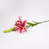 Liliumãoriental  Artificial
