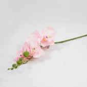 Phalaenopsis Artificial Media