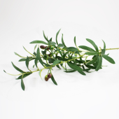 Haste artificial de Oliveira