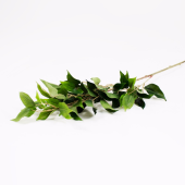 Ficus artificial