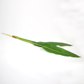 Folha de Estrelicia x5