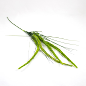 Amaranthus Artificial 70cm