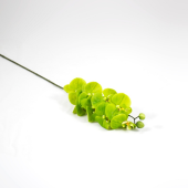 Phalaenopsis Artificial