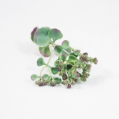 Succulent Artificial