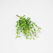 Succulent Artificial