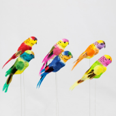 Pick · Papagaio colorido